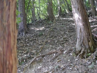 P1090442.jpg